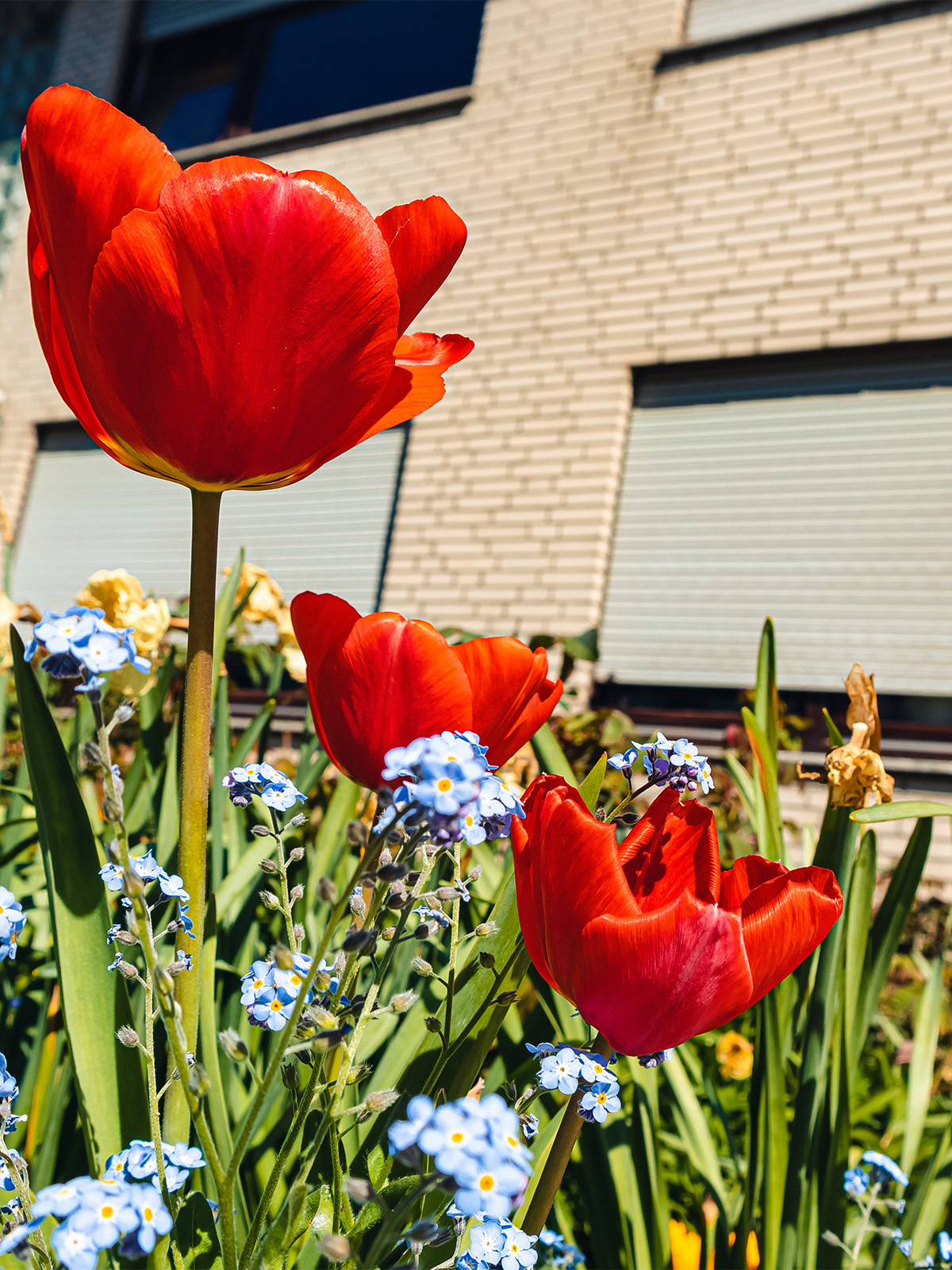 Tulips in Koblenz