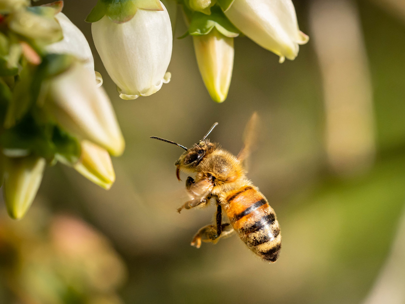 A bee flies to flowers