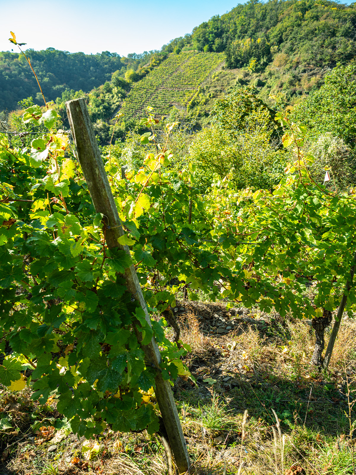 Ein Weinberg an der Mosel